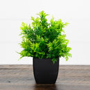7” Artificial Cedar in Black Square Pot - Set of 3