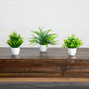 7” Artificial Mixed Evergreen Plant in White Round Pot - Set of 3