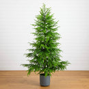 7' Artificial Real Touch Norfolk Island Pine Christmas Tree with Natural Look