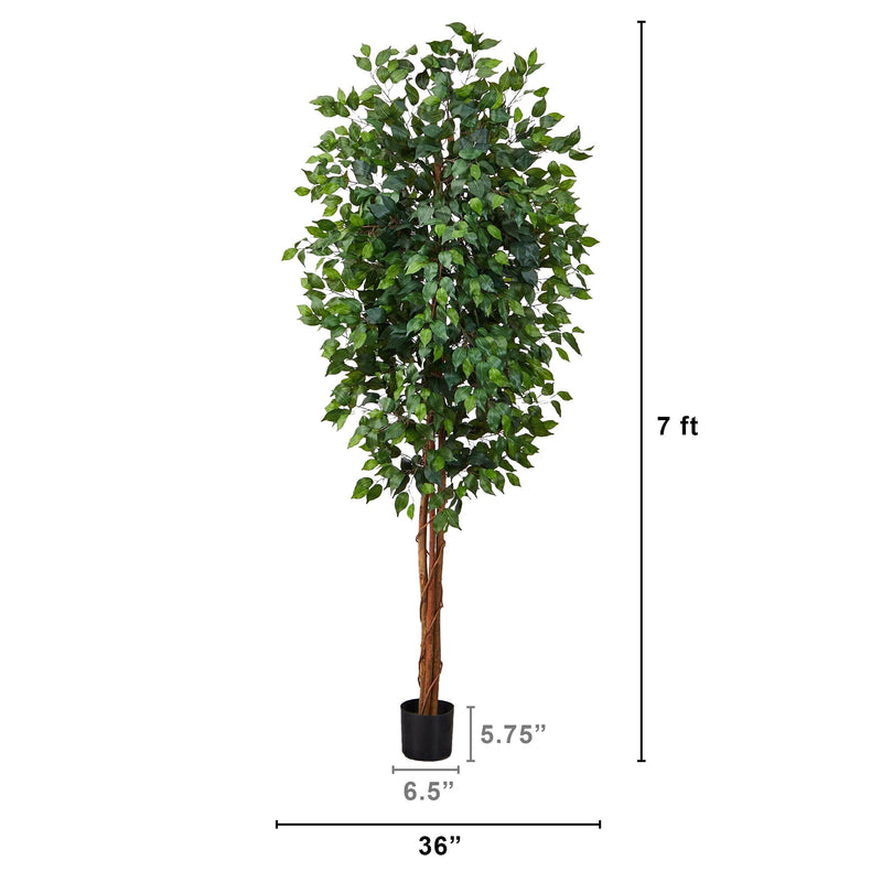 7' Ficus Silk Tree, photo 3 of 3