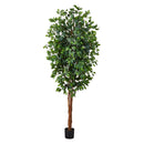 7' Ficus Silk Tree