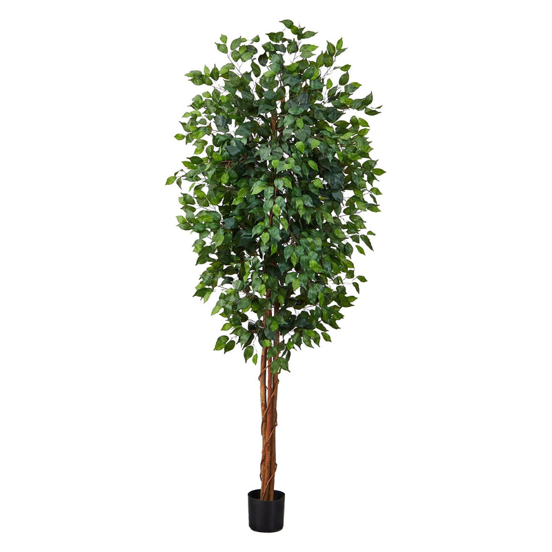7' Ficus Silk Tree