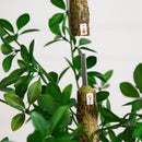7' Artificial Shady Lady Black Olive Tree