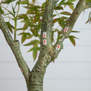 7' Autumn Nandina Artificial Fall Tree