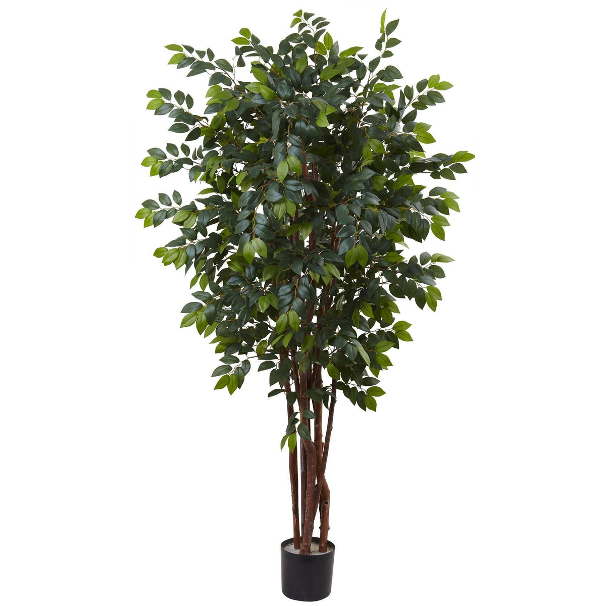 7’ Sakaki Silk Tree, photo 3 of 5
