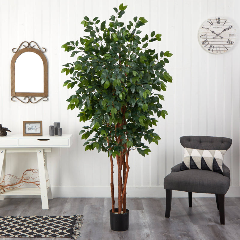 7’ Sakaki Silk Tree, photo 5 of 5