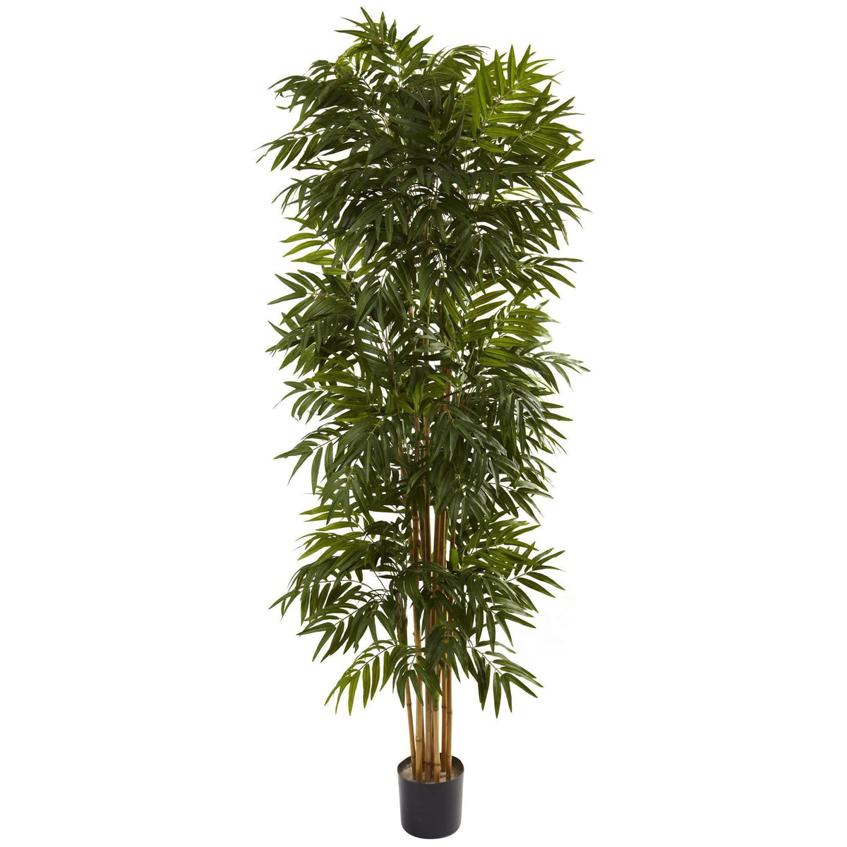 7.5’ Phoenix Palm Tree, photo 3 of 3