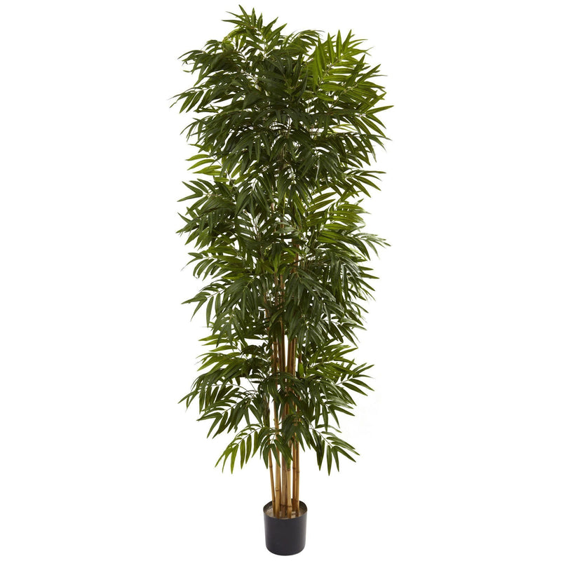 7.5’ Phoenix Palm Tree, photo 3 of 3