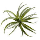 8” Air Plant Artificial Succulent (Set of 12)