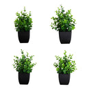 8” Artificial Boxwood in Black Square Pot - Set of 4