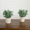 8" Artificial Boxwood in Decorative Planter - Set of 2