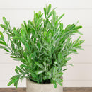8" Artificial Grass Plant in Decorative Planter - Set of 3