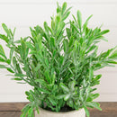 8" Artificial Mixed Plant in Decorative Planter - Set of 3