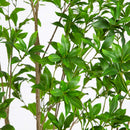 8' Artificial Minimalist Japanese Pieris Tree