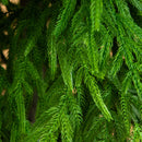 8' Artificial Real Touch Norfolk Island Pine Christmas Tree with Natural Look