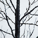 8' Pre-Lit Halloween Black Twig Artificial Tree with 510 Orange & Purple LED Lights