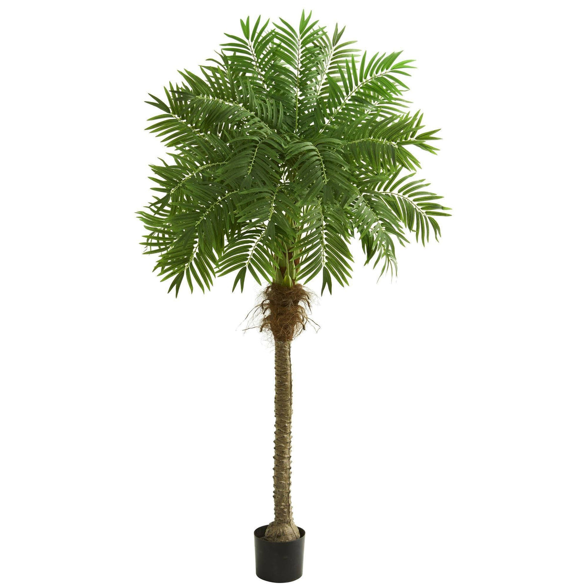6' Robellini Palm Artificial Tree, photo 6 of 6