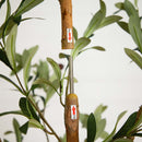 82” Artificial Olive Tree by Nearly Natural