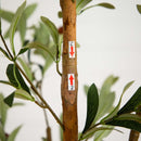 82” Artificial Olive Tree by Nearly Natural
