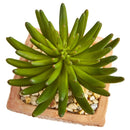9” Succulent Artificial Plant in Terra Cotta Planter (Set of 2)
