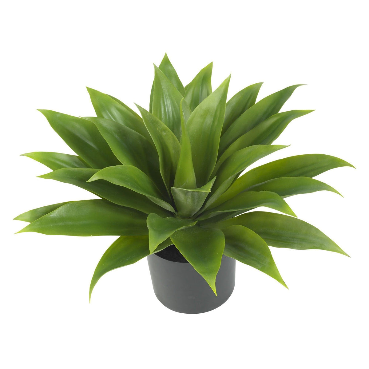 Agave Silk Plant, photo 2 of 2