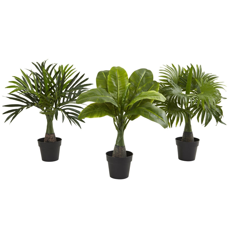 Areca, Fountain & Banana Palm (Set of 3)