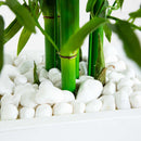 Bamboo Tree with White Planter UV Resistant (Indoor/Outdoor) by Nearly Natural