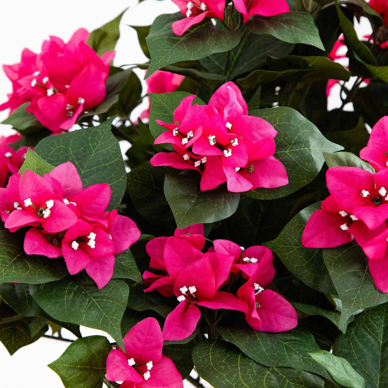 Bougainvillea Topiary w/Wood Box