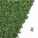 Sample Panel – Dark Boxwood Green Wall (Small Sample) by Designer Plants USA