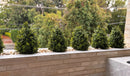 Boxwood Topiary Shrub with Ground Spike 14in – UV Resistant