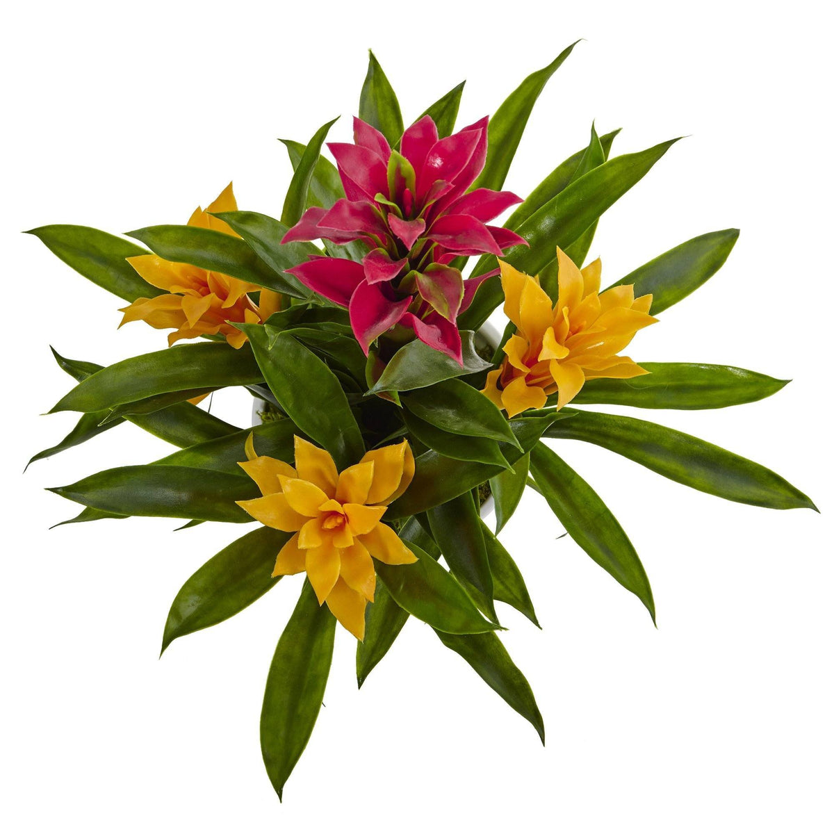 Bromeliad in White Swirl Vase, photo 2 of 3