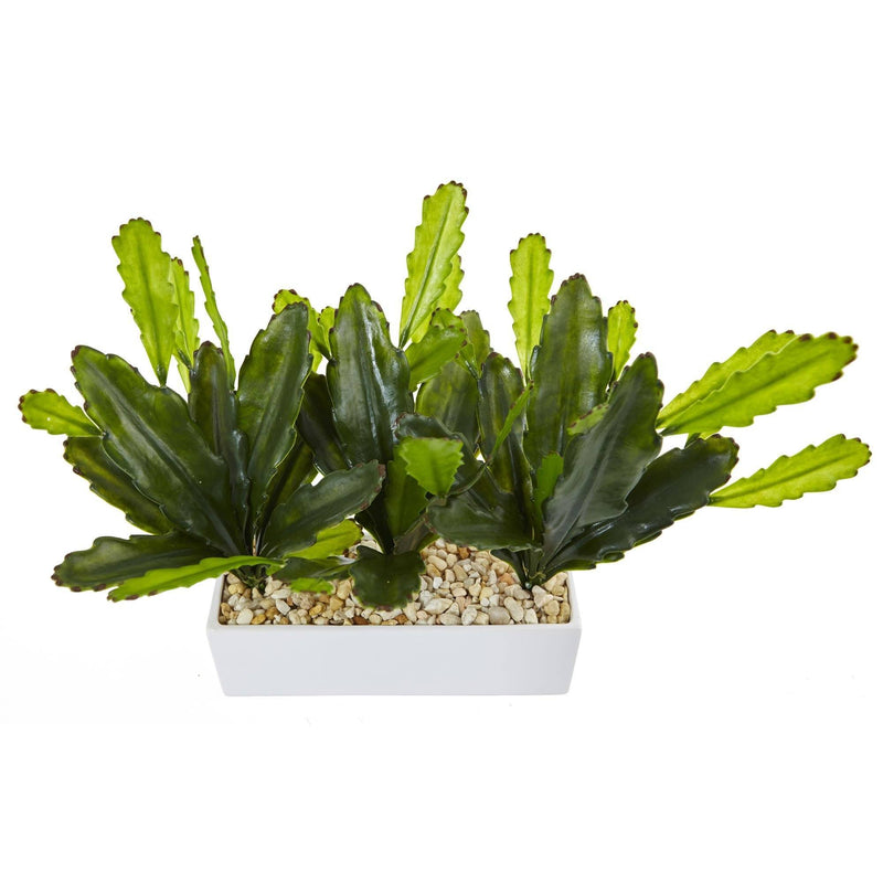 Cactus on Rectangular Planter, photo 2 of 2