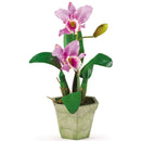 Cattelya Orchid w/Vase (Set of 3)