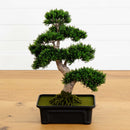 Cedar Bonsai 24" Silk Plant"