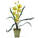 Cymbidium Orchid w/Vase (Set of 3)