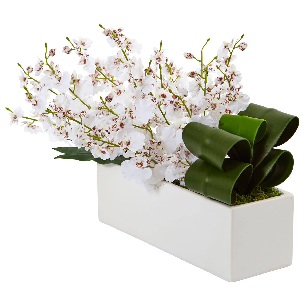 Dancing Lady Orchid in Rectangular Ceramic, photo 6 of 8