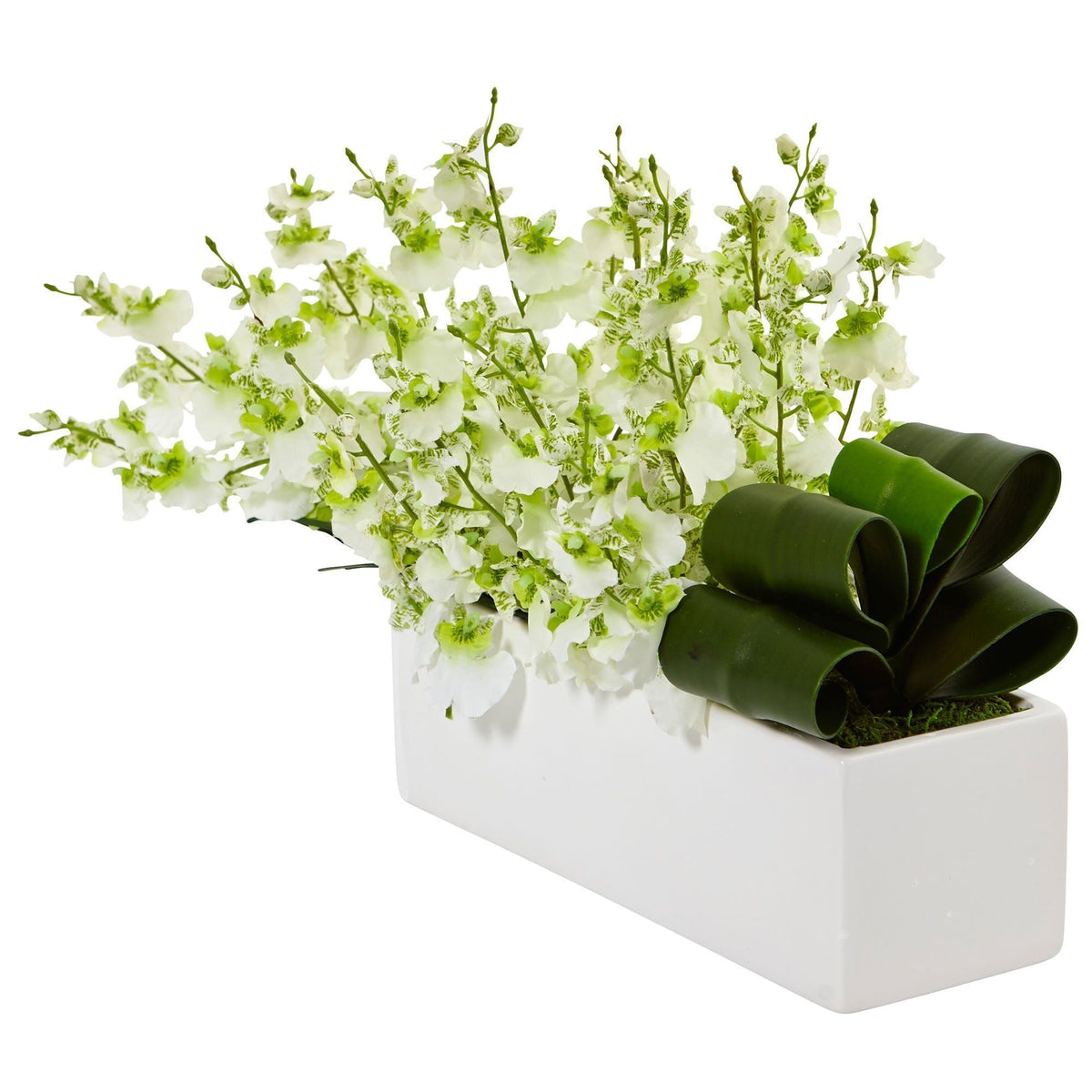 Dancing Lady Orchid in Rectangular Ceramic, photo 2 of 8