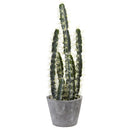 Decorative Cactus Garden w/Cement Planter