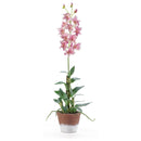 Dendrobium w/Wash Pot