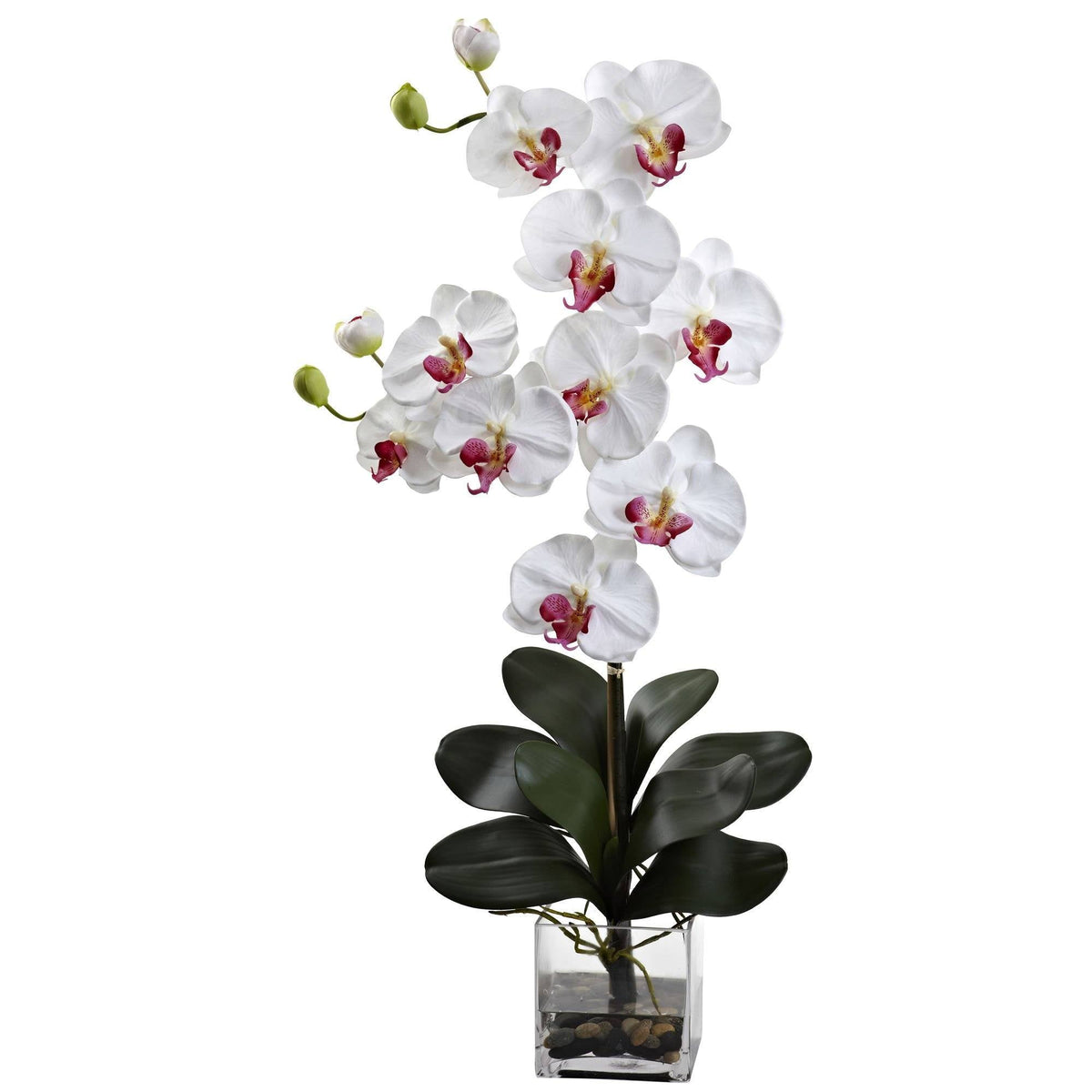 Double Giant Phalaenopsis w/Vase, photo 2 of 2