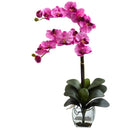 Double Phal Orchid w/Vase Arrangement