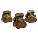 Echeveria in Chest (Set of 3)