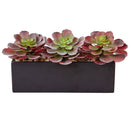 Echeveria Succulent in Rectangular Planter