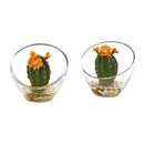 Flowering Cactus Artificial Plant in Glass Vase (Set of 2)
