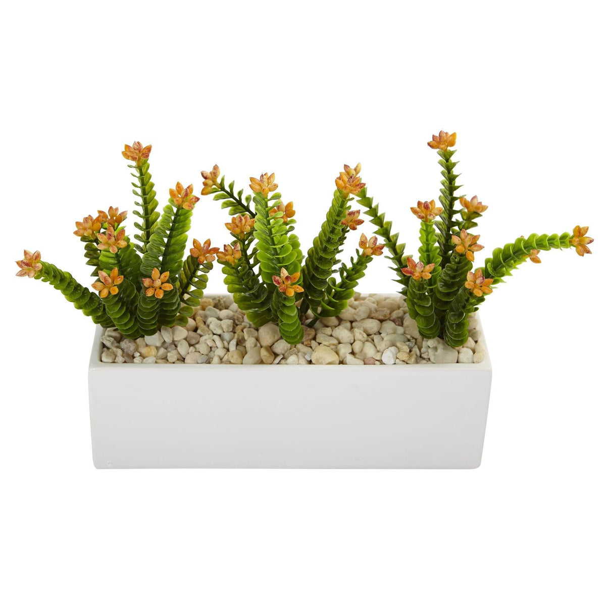 Flowering Sedum in Rectangular Planter, photo 2 of 2