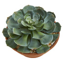 Giant Echeveria Succulent Artificial Plant in Terra Cotta Planter