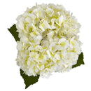 Hydrangea in New Baby Ceramic