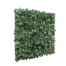 Sample Panel – Boston Ivy Green Wall (Small Sample) by Designer Plants USA