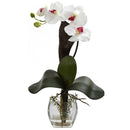 Mini Phal Orchid Arrangement (Set of 3)