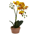 Phalaenopsis Orchid w/Clay Vase (Set of 4)
